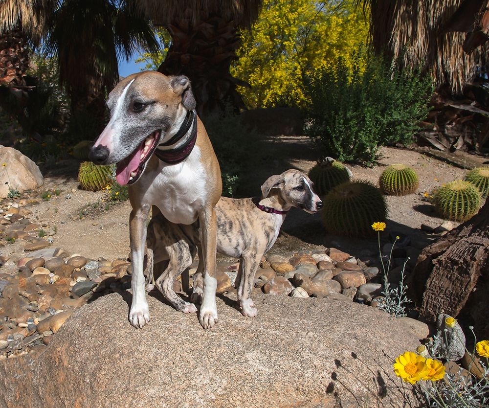 Whippet with Puppy